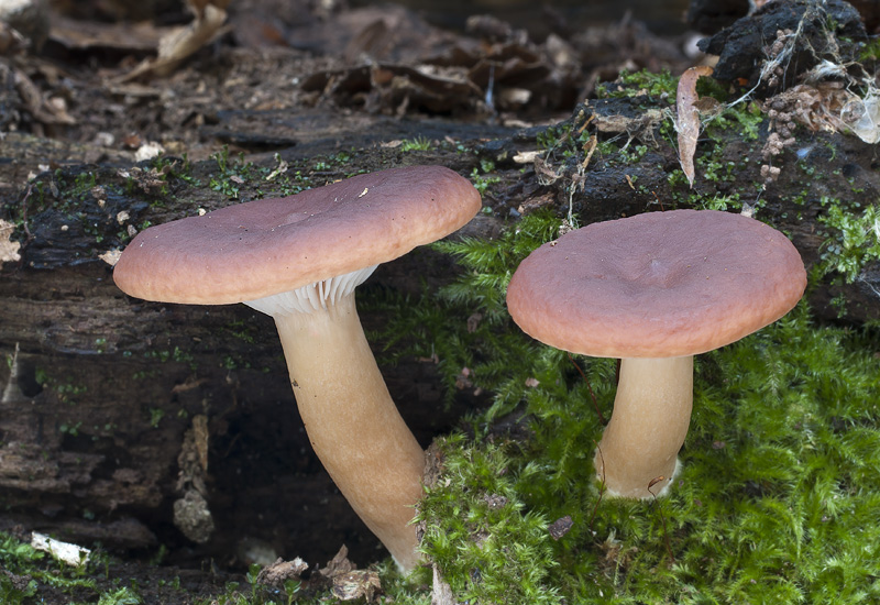 Lactarius subdulcis